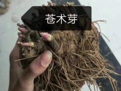 純新白術(shù)種子 基地直供 出芽率高 品質(zhì)保證 包技術(shù)包回收?qǐng)D2