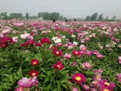 川赤芍苗 現挖 芍藥苗 赤芍白芍苗 藥用赤芍苗 觀賞芍藥苗圖1