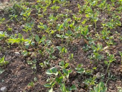 川赤芍苗 現挖 芍藥苗 赤芍白芍苗 藥用赤芍苗 觀賞芍藥苗圖5