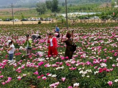 白芍 五年生鮮白芍根產地供貨 適應性強，南北各地都可以圖4