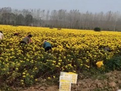 何首烏苗 產地一手貨源充足 包技術上門收購何首圖4