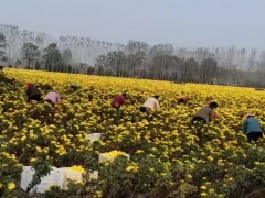 何首烏苗 產地一手貨源充足 包技術上門收購何首圖3