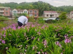 專家指導(dǎo)白芨要種多久才收？白芨2年左右苗，風(fēng)險小，見效快圖4