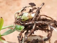 保山隆陽區白芨種植基地：三叉白芨現貨、紫花白芨苗出售圖4