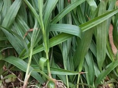 保山隆陽區白芨種植基地：三叉白芨現貨、紫花白芨苗出售圖5