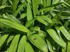 保山白芨種苗*保山白芨苗價格#白芨種植基地圖3