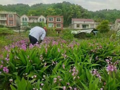 云南白芨苗基地批發  云南白芨苗出售信息  云南白芨苗批發圖2