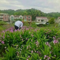 云南白芨種子價(jià)格  云南白芨種植基地在哪里  云南白芨市場價(jià)格多少一斤