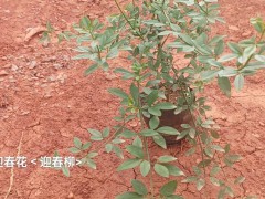 云南迷迭香種植公司都有哪些  云南迷迭香專業(yè)種植基地 迷迭香苗的價格圖4