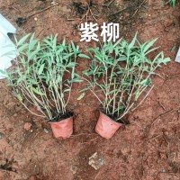 云南迷迭香收購廠家 云南迷迭香產(chǎn)地 云南迷迭香出口廠家 云南迷迭香與澳洲迷迭香哪個好