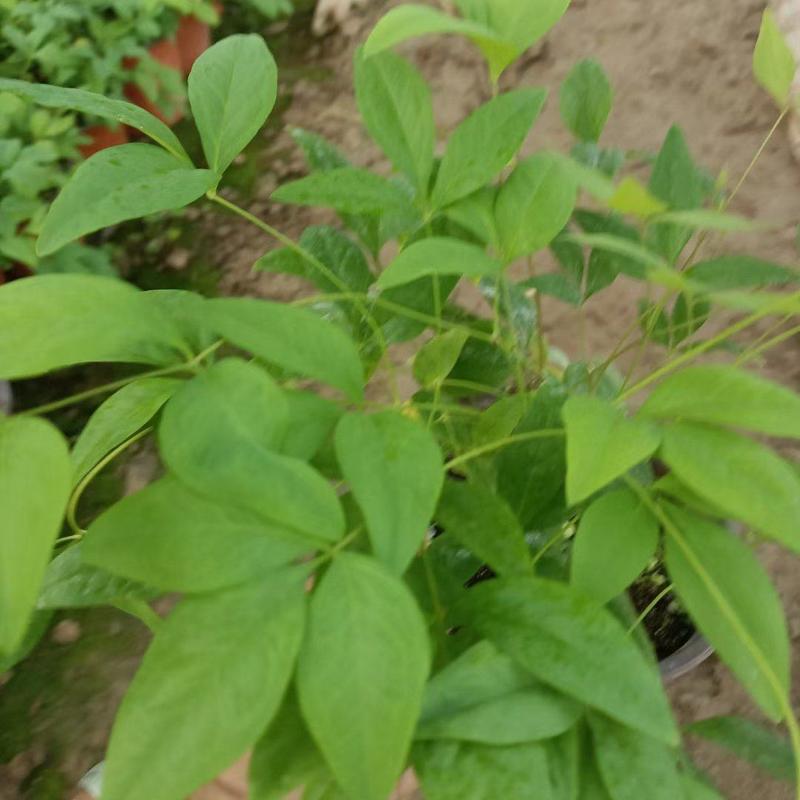 南天竹火焰南天竹耐寒性強花鏡花壇青州花卉苗木基地