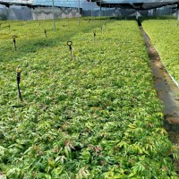 四季紅油香椿價錢  四季紅油香椿每畝產量多少斤 四季紅油香椿苗