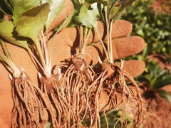 蒼術種子南北方朱砂點蒼術籽野生倉術茅蒼術四季播種頭菜赤術種苗圖4