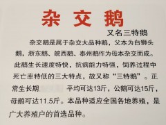 雜交鵝長什么樣子   雜交鵝的圖片   雜交鵝多久產(chǎn)蛋圖2