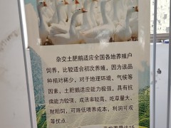 雜交鵝和純種鵝哪個好  雜交鵝價格  雜交鵝能長多大圖3