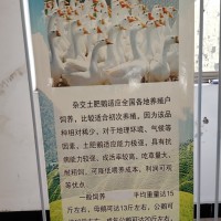 雜交鵝的品種及價格表   雜交鵝的品種及價格大全   雜交鵝的品種及價格圖片