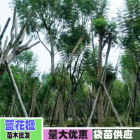 云南藍花楹樹多少錢一棵？6公分價格昆明藍花楹樹