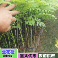 云南藍花楹_昆明藍花楹種苗價格多少錢?