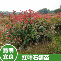 河南球花石楠苗木基地| 石楠苗移栽注意事項 紅葉石楠苗圖片