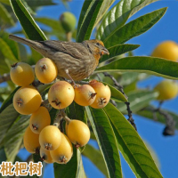 紅河元陽(yáng)枇杷苗種植|正宗蒙自枇杷苗|紅河枇杷苗基地